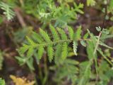 Tanacetum vulgare. Лист. Калужская обл., Ульяновский р-н, окр. дер. Ягодное, луг около дороги, которая идёт от Ягодное к руч. Дубенка. 29 августа 2024 г.