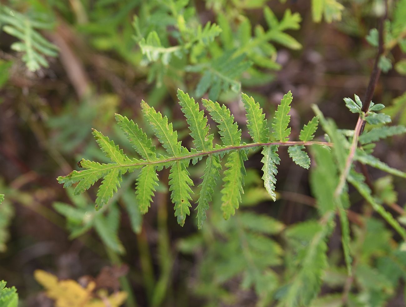 Изображение особи Tanacetum vulgare.