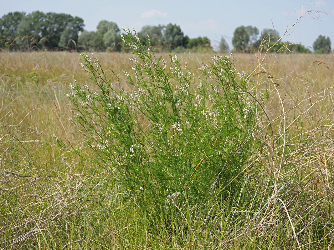 Изображение особи Astragalus sulcatus.