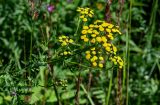 Tanacetum vulgare