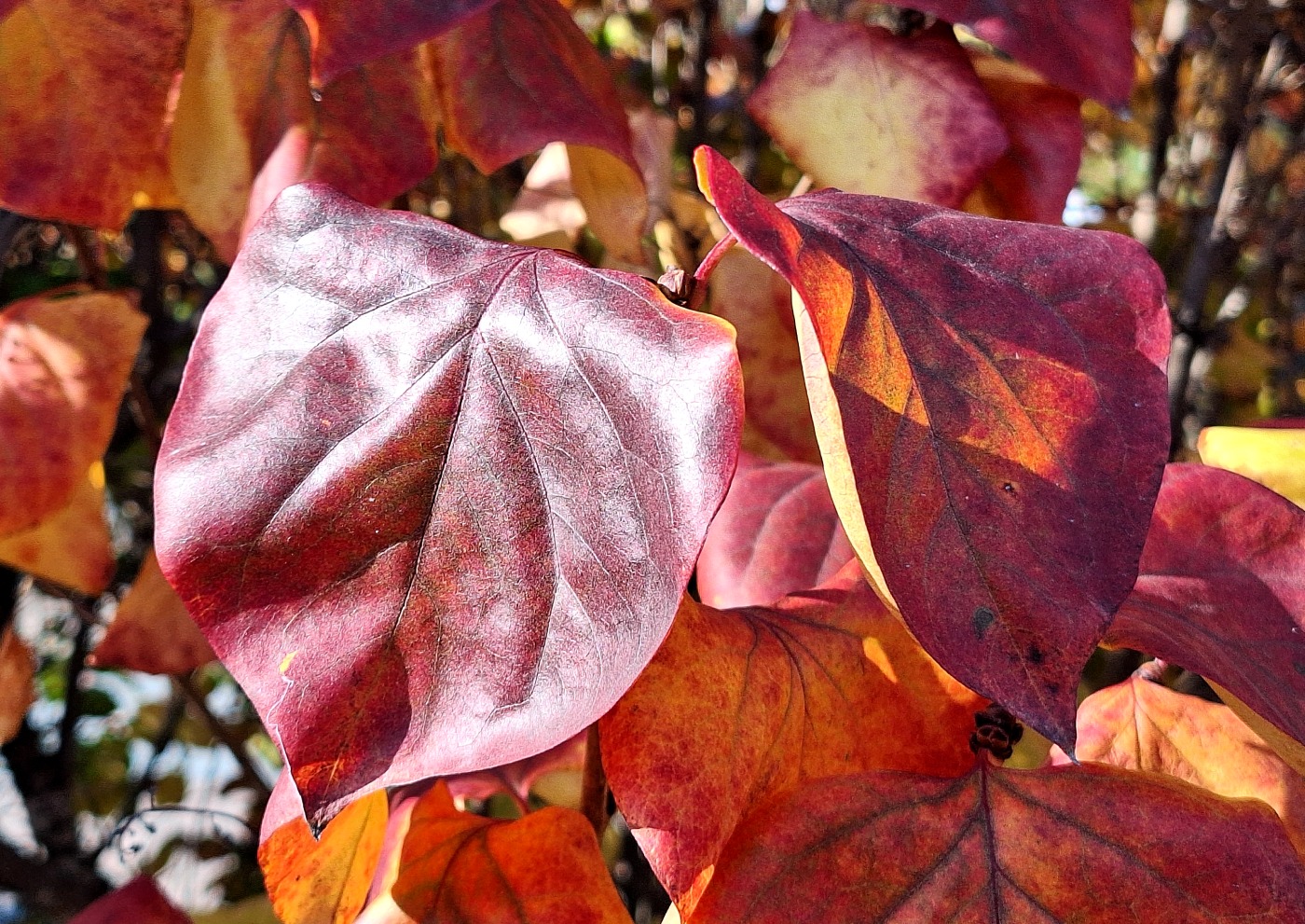 Image of Syringa oblata specimen.