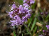 Thymus roegneri