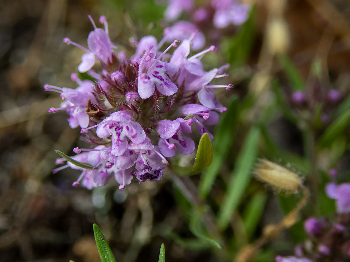 Image of Thymus roegneri specimen.