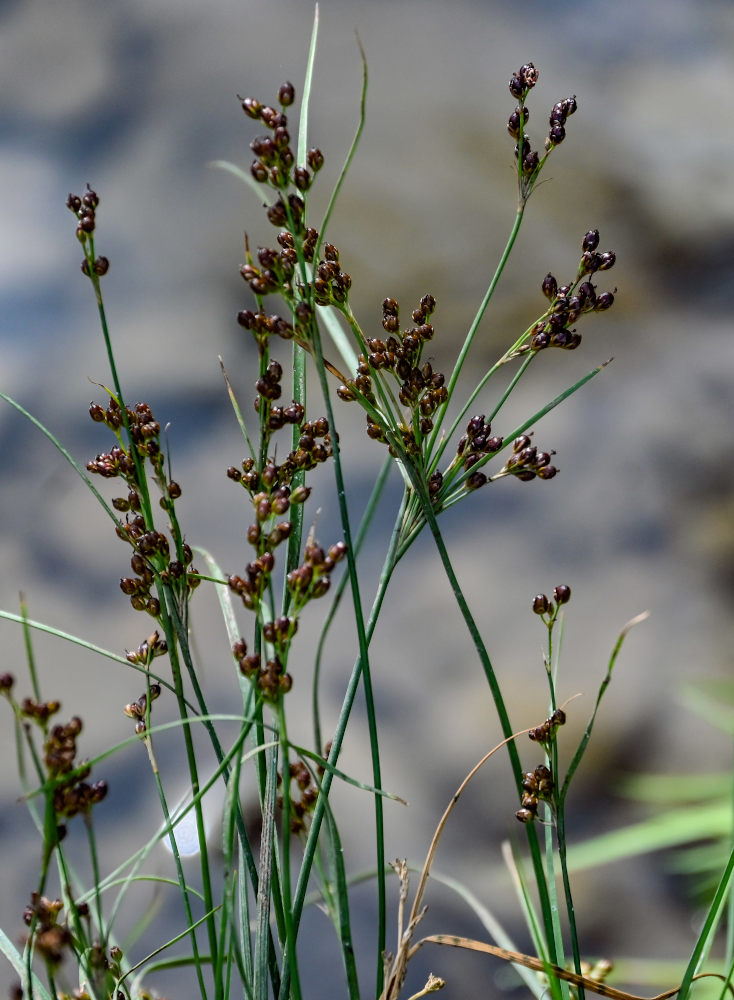 Изображение особи Juncus compressus.