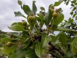 Pyrus elaeagrifolia. Верхушка плодоносящей ветви. Крым, Южный Берег, окр. пос. Лесной, берег водохранилища на р. Ксыр-Пата. 26.05.2024.