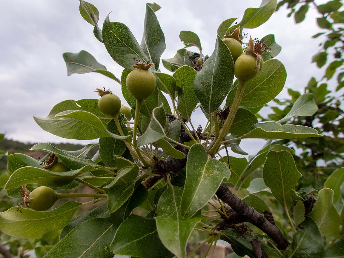 Изображение особи Pyrus elaeagrifolia.