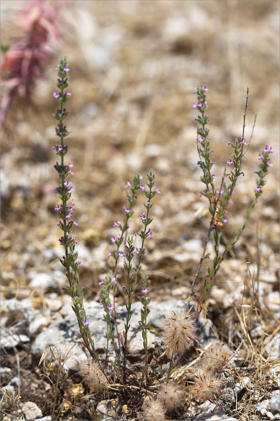 Изображение особи Micromeria myrtifolia.