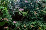 Spiraea japonica. Верхушки ветвей цветущего кустарника. Китай, пров. Гуанси, рисовые террасы Лунцзи, опушка смешанного леса. 30.05.2024.