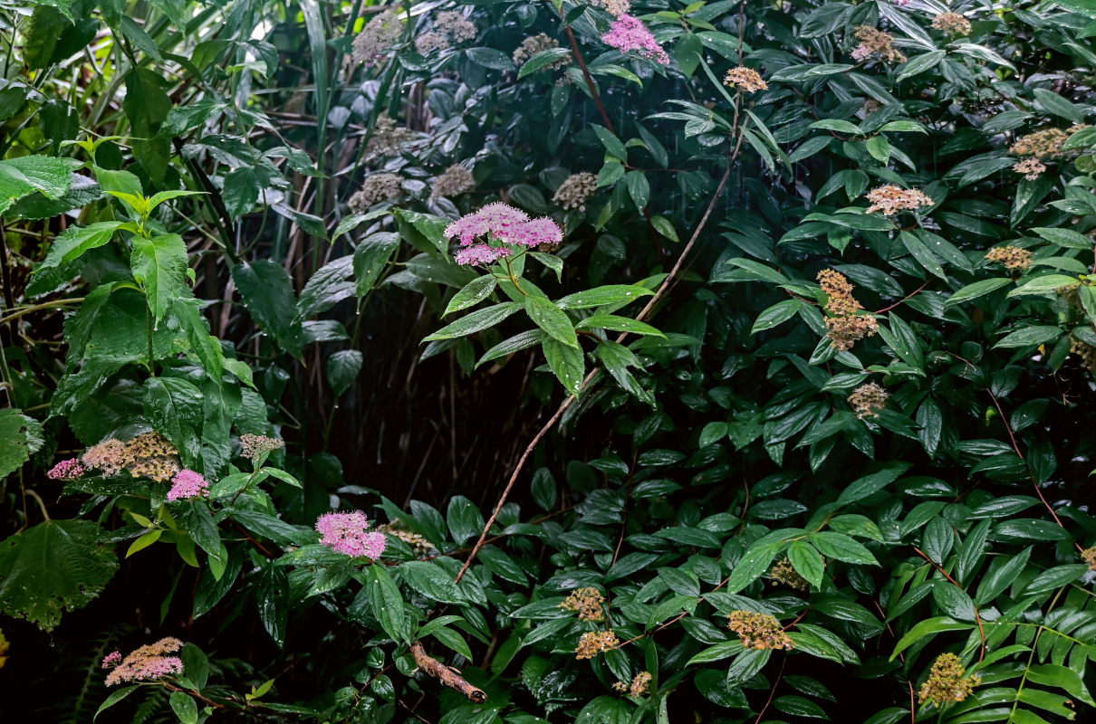 Image of Spiraea japonica specimen.