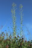 Hieracium umbellatum