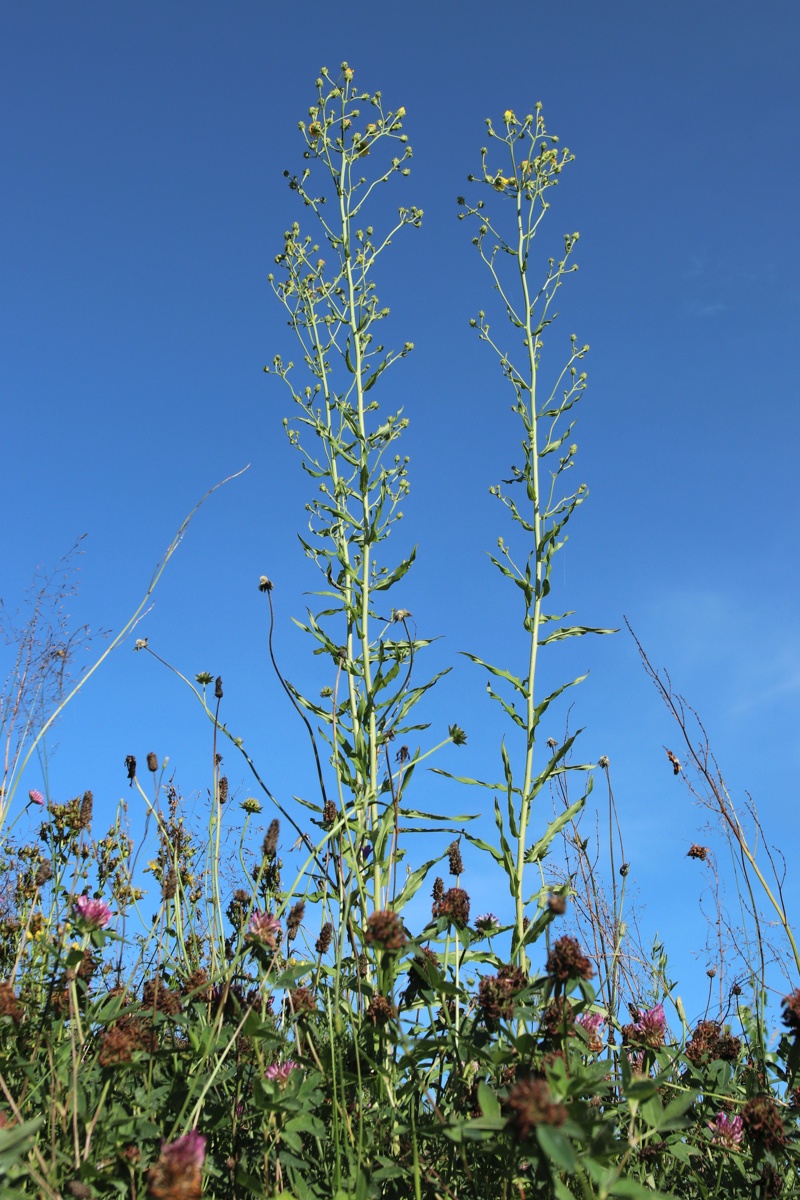 Image of Hieracium umbellatum specimen.