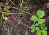 Potentilla stolonifera. Плоды и розетка листьев. Камчатский край, г. Петропавловск-Камчатский, Мишенная сопка, осыпающийся склон ЮВ экспозиции. 12.08.2024.