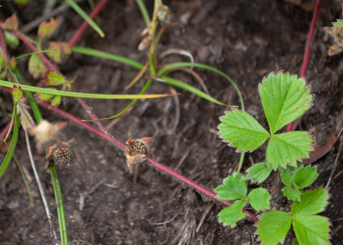 Изображение особи Potentilla stolonifera.