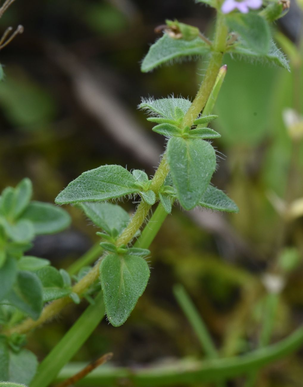 Image of genus Thymus specimen.