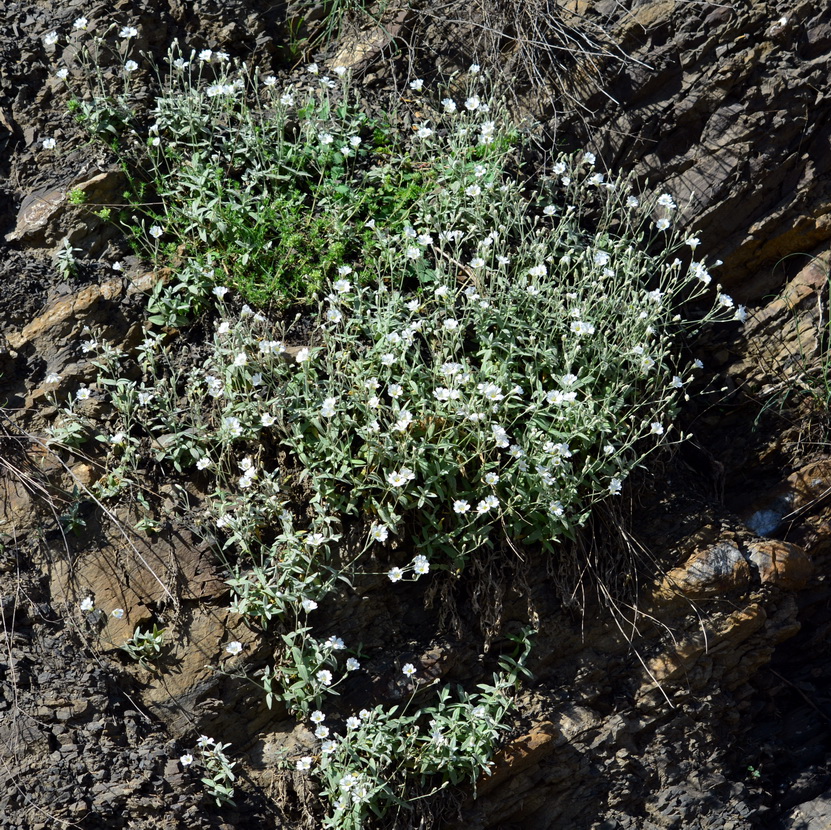 Image of Cerastium dagestanicum specimen.