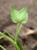 Veronica cardiocarpa