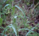 Смотреть изображение род Tragopogon