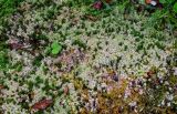 View full-size image genus Sphagnum