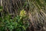 View full-size image Pedicularis condensata