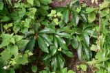 View full-size image genus Helleborus