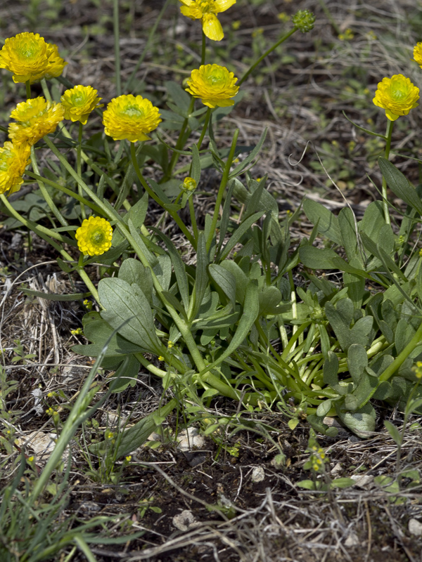 Изображение особи Ranunculus polyrhizos.