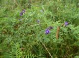 View full-size image Vicia cracca