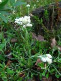 Antennaria dioica