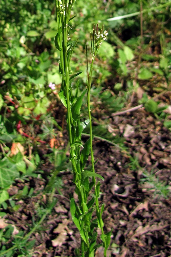 Image of Arabis sagittata specimen.