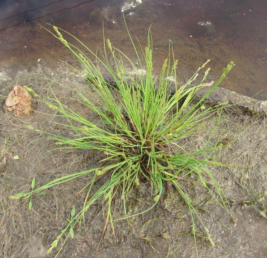 Image of Carex canescens specimen.