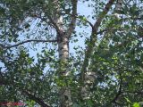 Populus nigra. Часть кроны. Киев, Южная Борщаговка. 21 мая 2011 г.