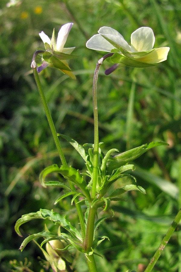 Image of Viola tricolor ssp. alpestris specimen.