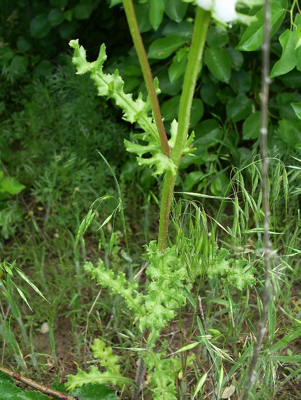 Изображение особи Senecio vernalis.