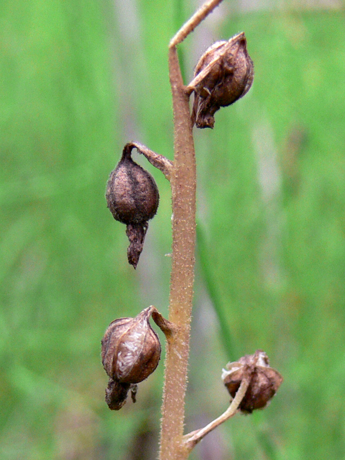 Image of Listera ovata specimen.