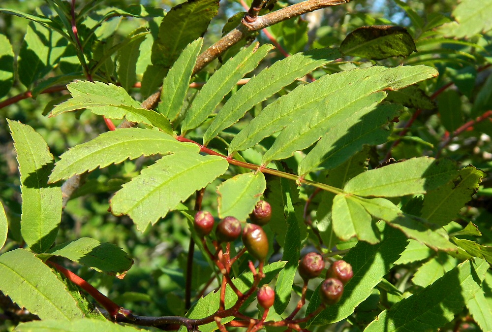 Изображение особи Sorbus aucuparia ssp. glabrata.