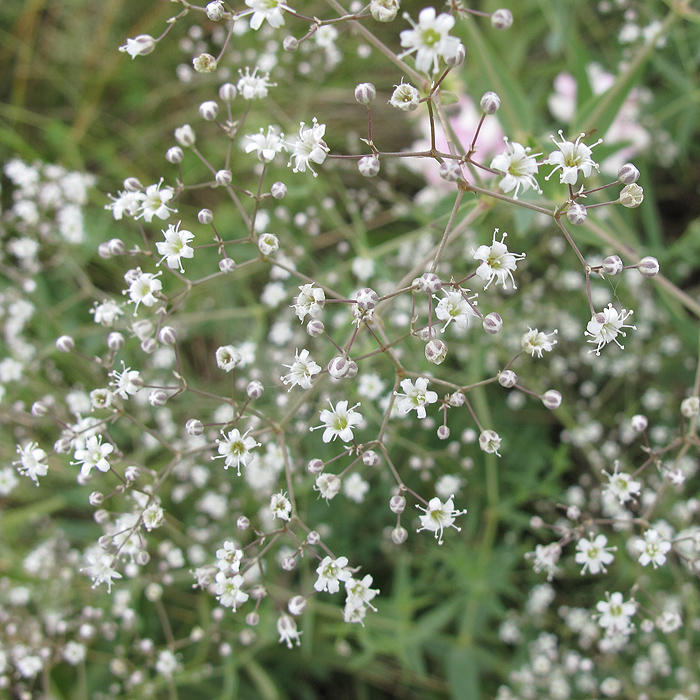 Image of Gypsophila paniculata specimen.