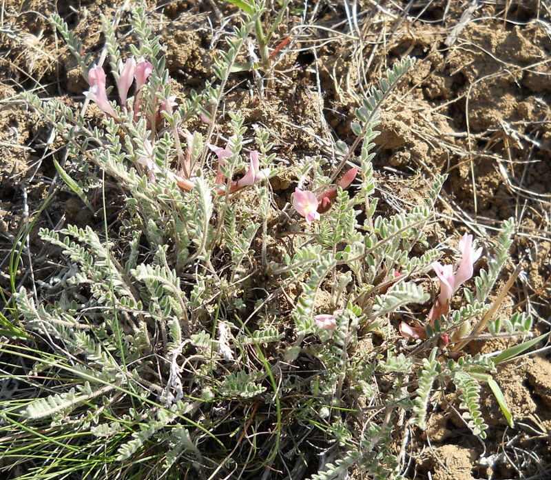 Image of Astragalus testiculatus specimen.