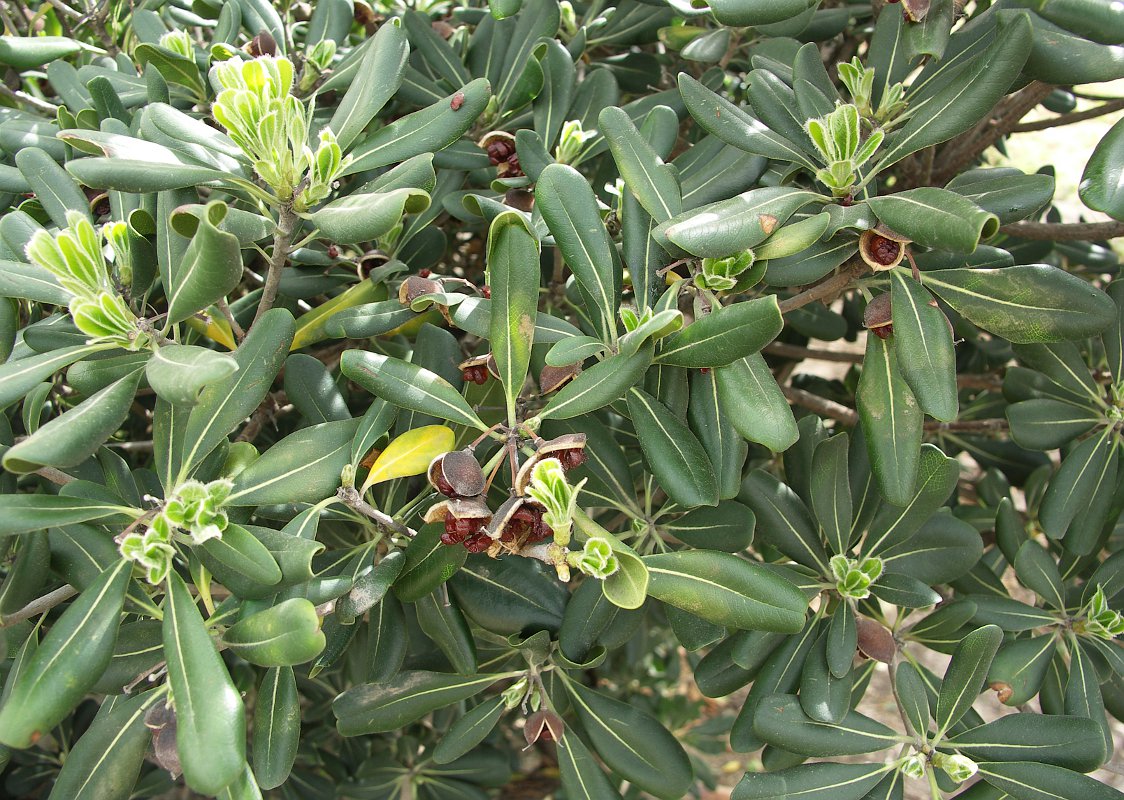 Image of Pittosporum tobira specimen.