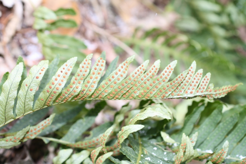 Изображение особи Polypodium vulgare.