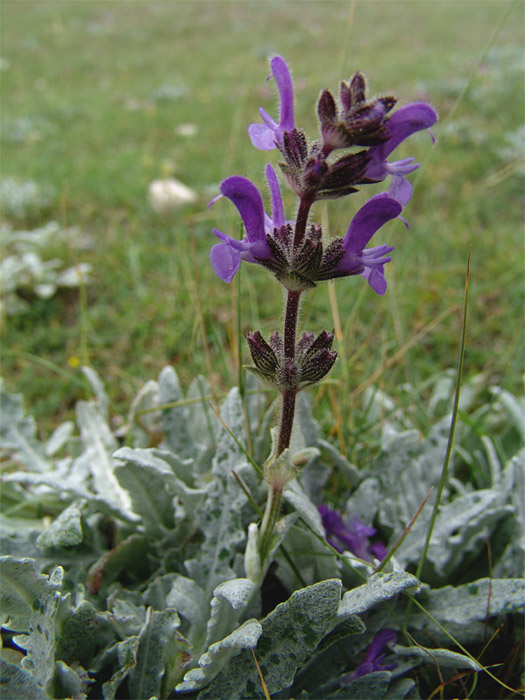 Image of Salvia canescens var. daghestanica specimen.