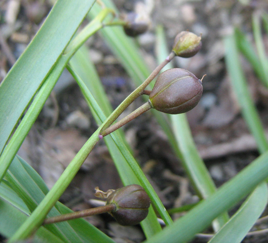 Image of Scilla bifolia specimen.