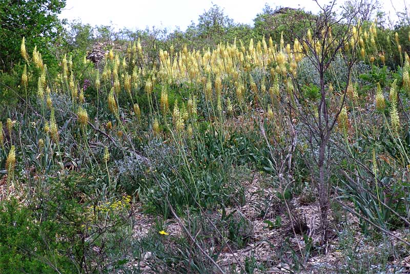 Изображение особи Eremurus spectabilis.