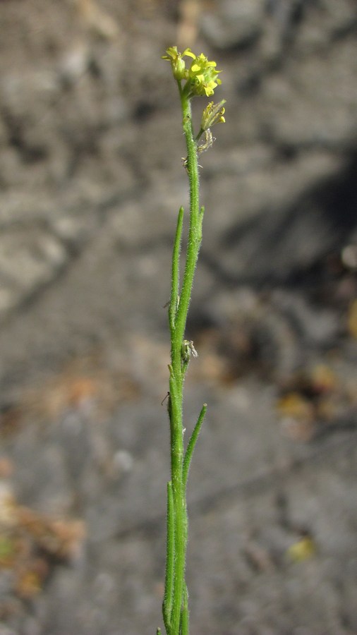 Image of Sisymbrium officinale specimen.