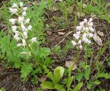 Orchis militaris. Цветущие растения. Якутия (Саха), окр. г. Алдан, Радиосопка. 21.06.2012.