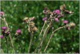 Cirsium palustre. Верхушка цветущего растения. Кировская обл., Орловский р-н, окр. дер. Коншаки. 8 июля 2012 г.