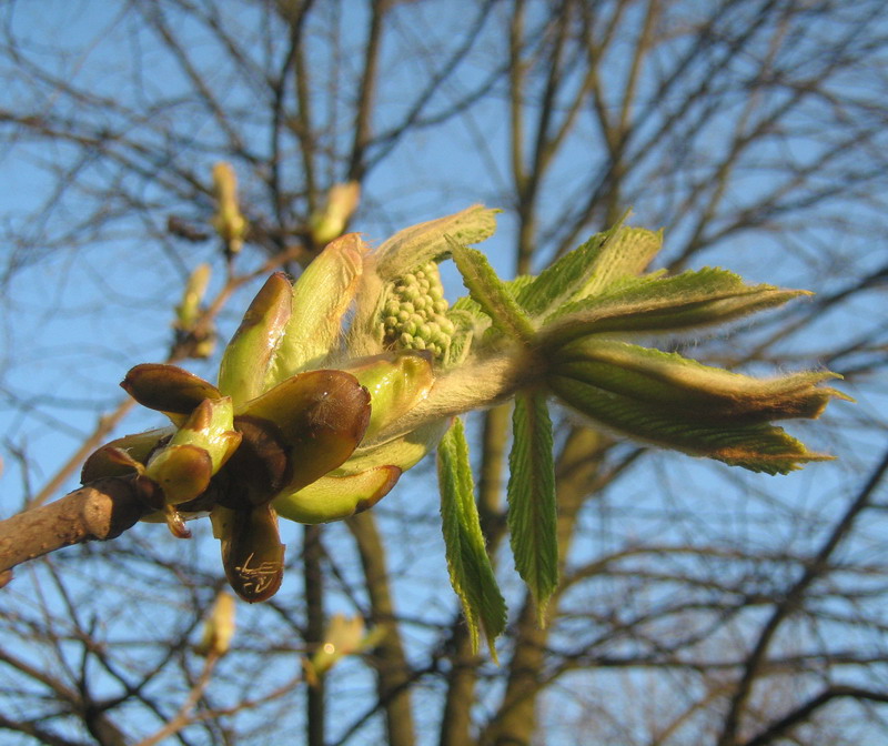 Image of Aesculus hippocastanum specimen.