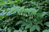 Polygonatum multiflorum