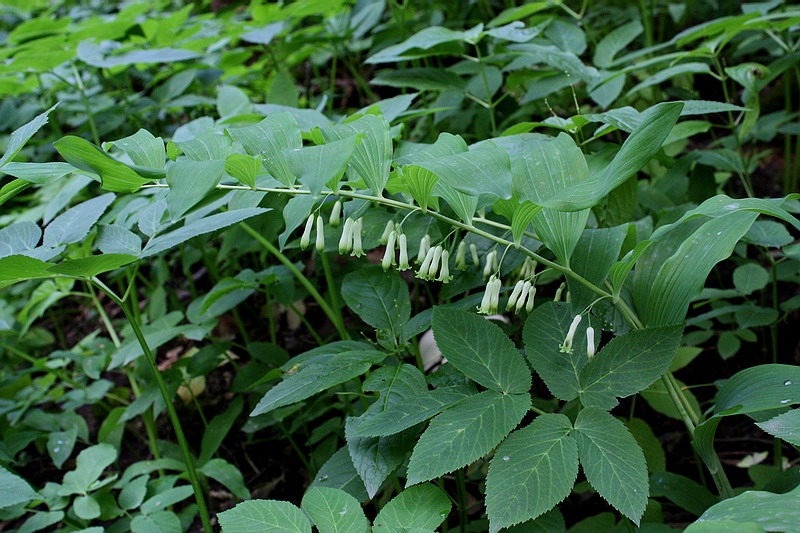 Изображение особи Polygonatum multiflorum.