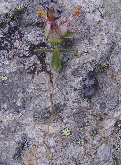 Изображение особи Rhinanthus schischkinii.