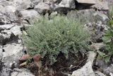 Astragalus pachyrrhizus. Плодоносящее растение. Южный Казахстан, каньон Даубаба. 05.05.2012.