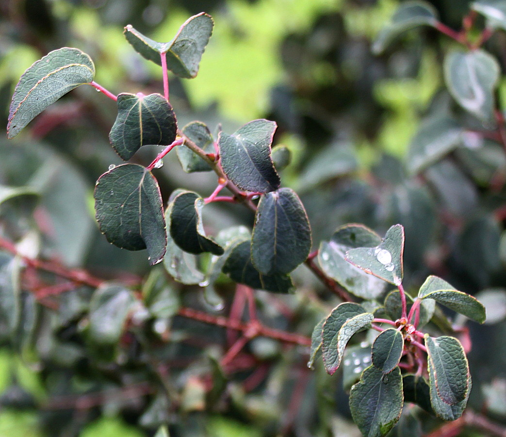 Image of Cercidiphyllum japonicum specimen.